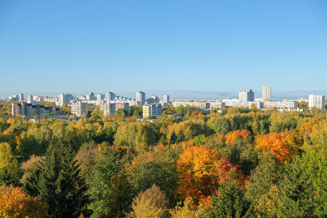 city in      the forest